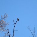 Osprey 2